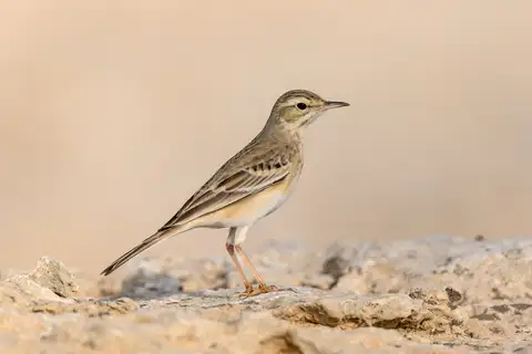 Tawny Pipit
