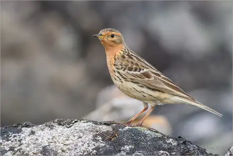 Red-throated Pipit