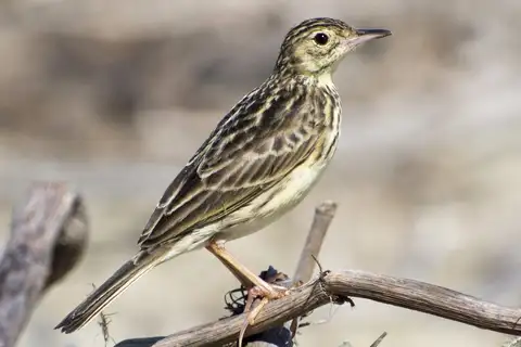 Yellowish Pipit