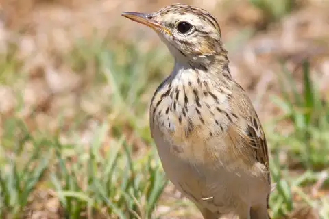 African Pipit
