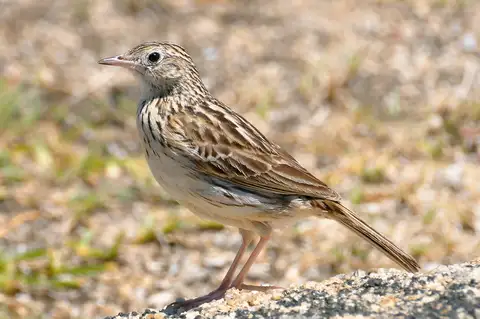 Correndera Pipit