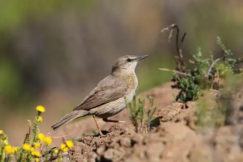 African Rock Pipit