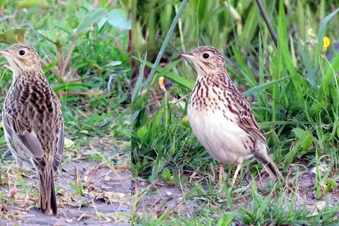Short-billed Pipit