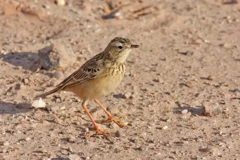 Blyth's Pipit