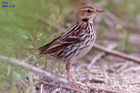 Pechora Pipit