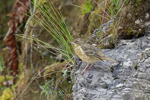 Alpine Pipit