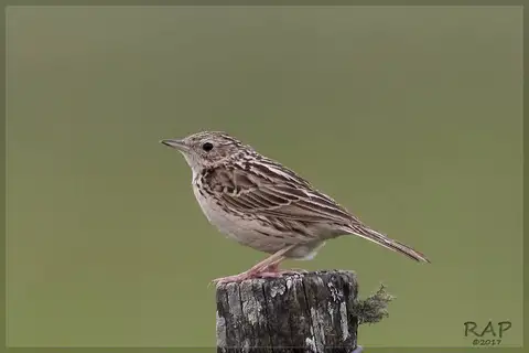 Hellmayr's Pipit