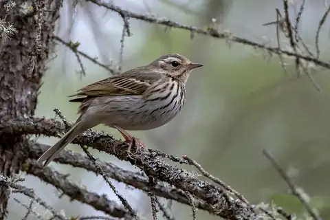Olive-backed Pipit