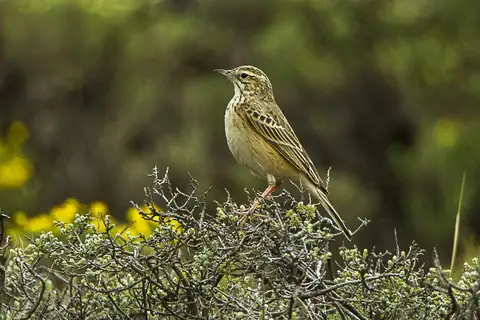 Mountain Pipit
