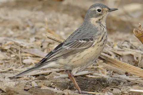 Siberian Pipit