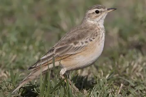 Plain-backed Pipit