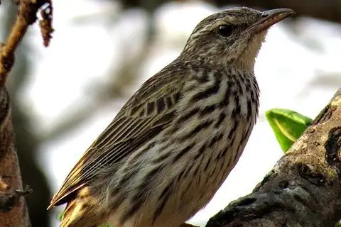 Striped Pipit