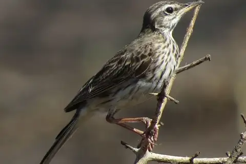 Malindi Pipit