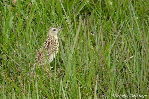 Ochre-breasted Pipit