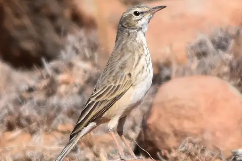 Nicholson's Pipit