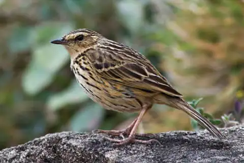 Nilgiri Pipit