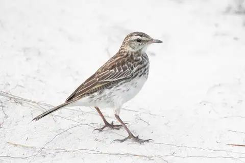 New Zealand Pipit