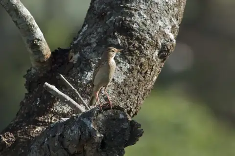 Wood Pipit