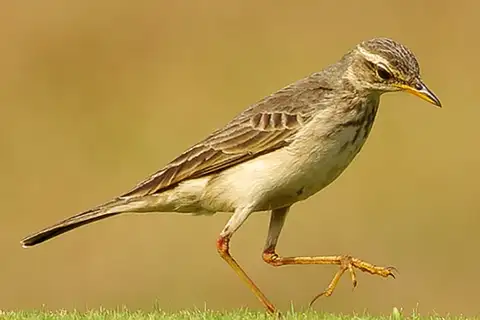 Long-legged Pipit