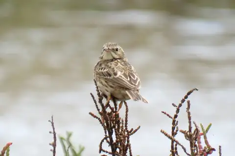 Peruvian Pipit