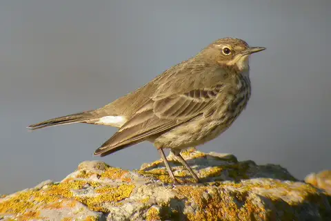 European Rock Pipit