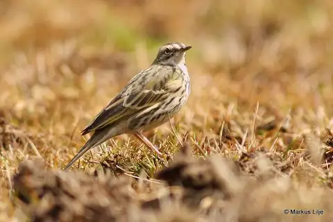 Rosy Pipit
