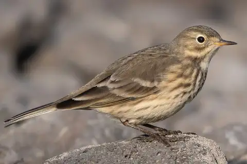 American Pipit