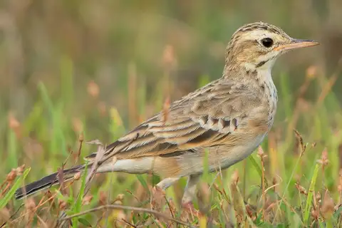 Paddyfield Pipit