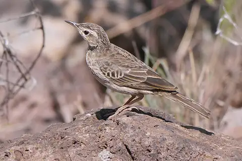 Long-billed Pipit