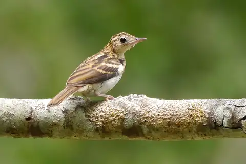 Sokoke Pipit