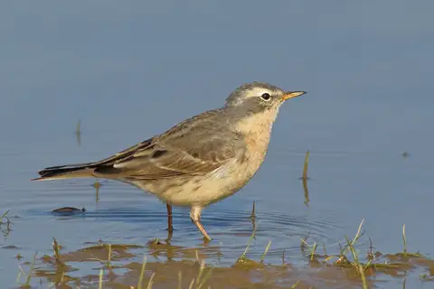 Water Pipit