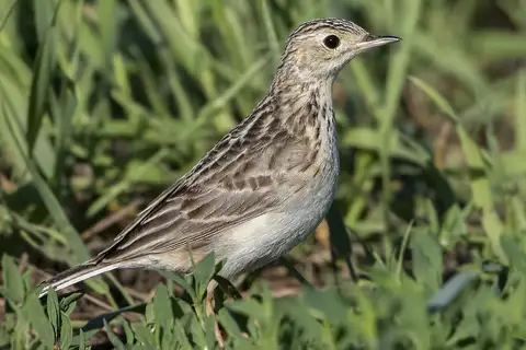 Sprague's Pipit