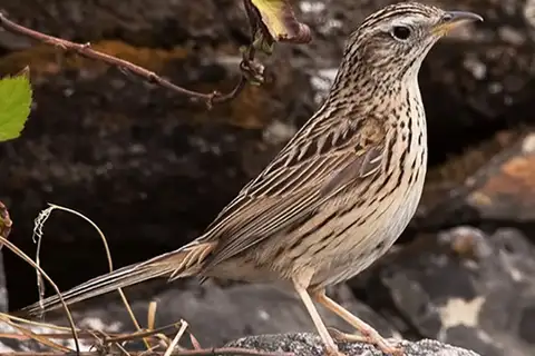 Upland Pipit