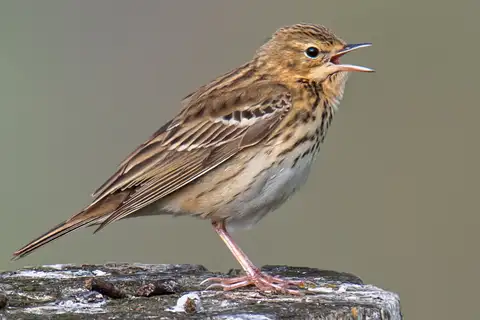 Tree Pipit