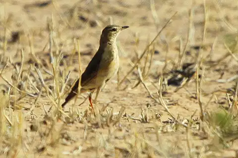 Buffy Pipit