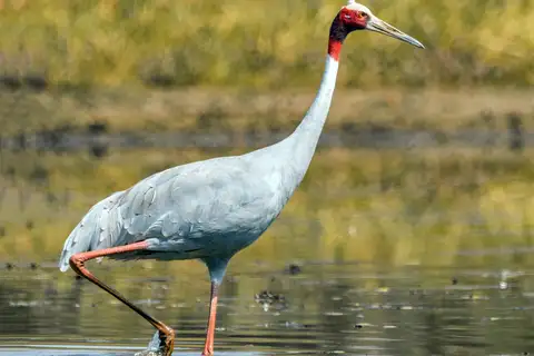 Sarus Crane