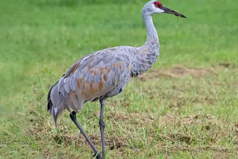 Sandhill Crane