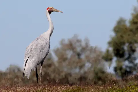 Brolga