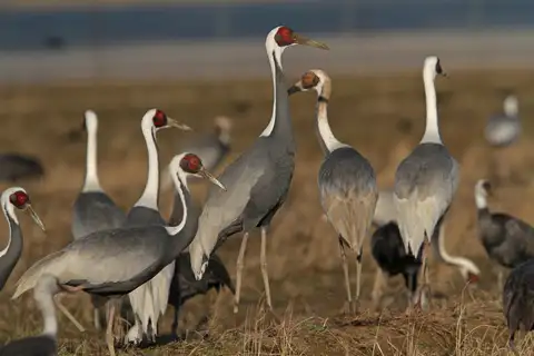 White-naped Crane