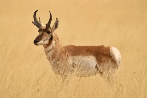 Pronghorn
