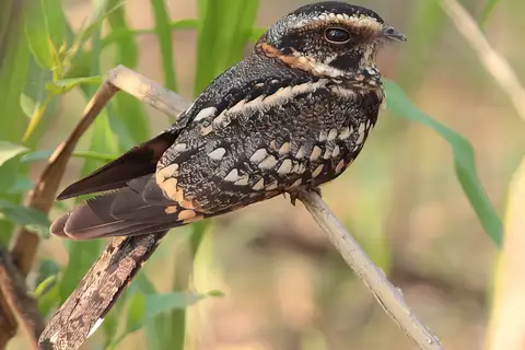 Spot-tailed Nightjar