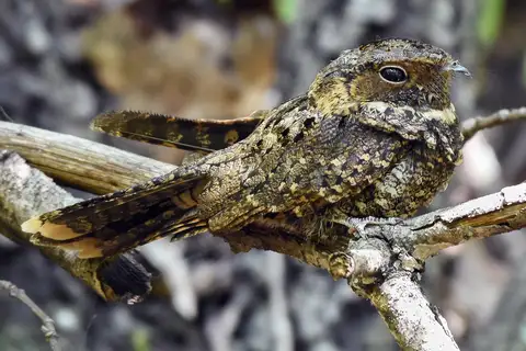 Mexican Whip-poor-will