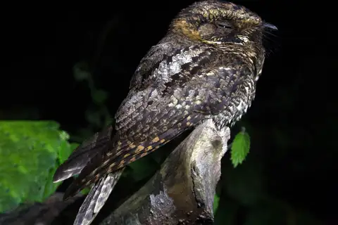 Yucatan Nightjar