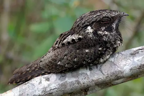 Cuban Nightjar