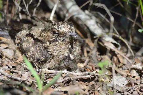 Hispaniolan Nightjar