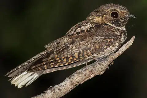 Puerto Rican Nightjar