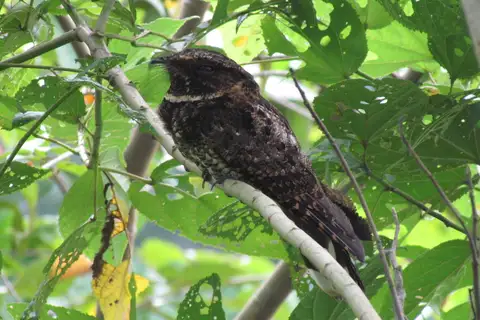Tawny-collared Nightjar