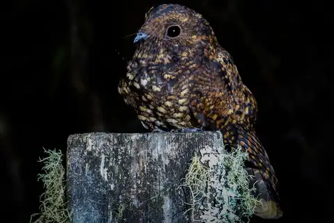 Dusky Nightjar