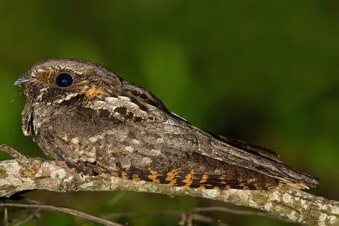 Eastern Whip-poor-will