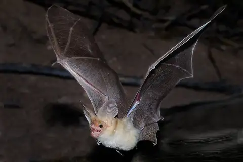 Pallid Bat